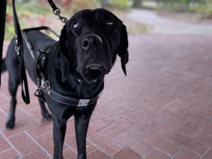 Guide dog looking up at its handler off camera