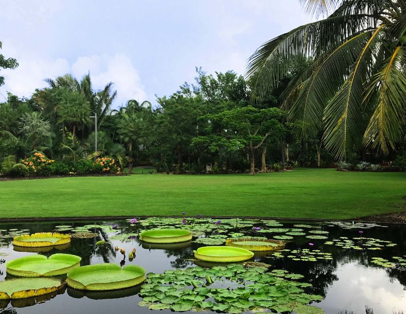 March 2027, Peaceful pond in a green garden