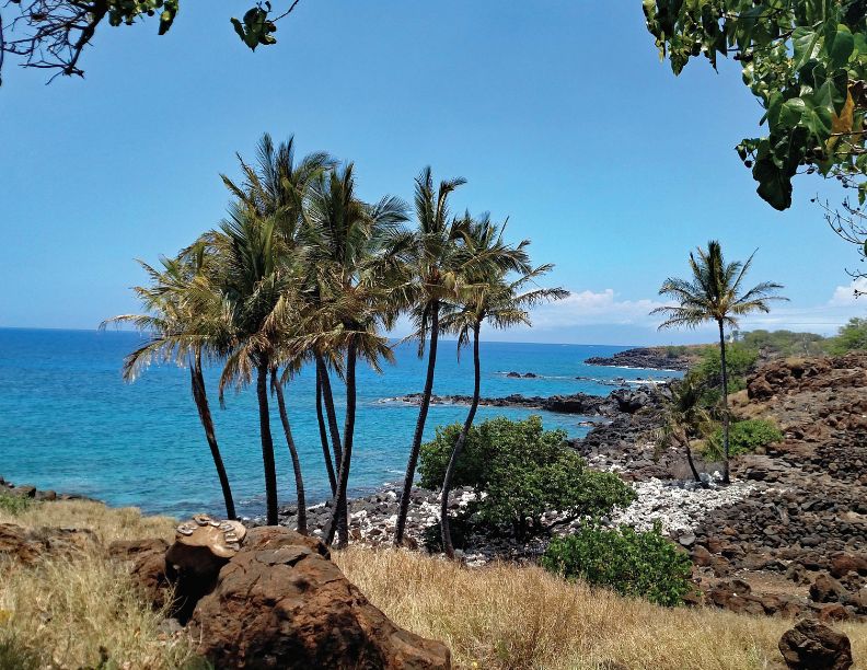August 2027, Palm trees on a beach with the ocean in the background